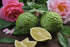 Amber Romance Victoria Secret Type Fragrance Oil