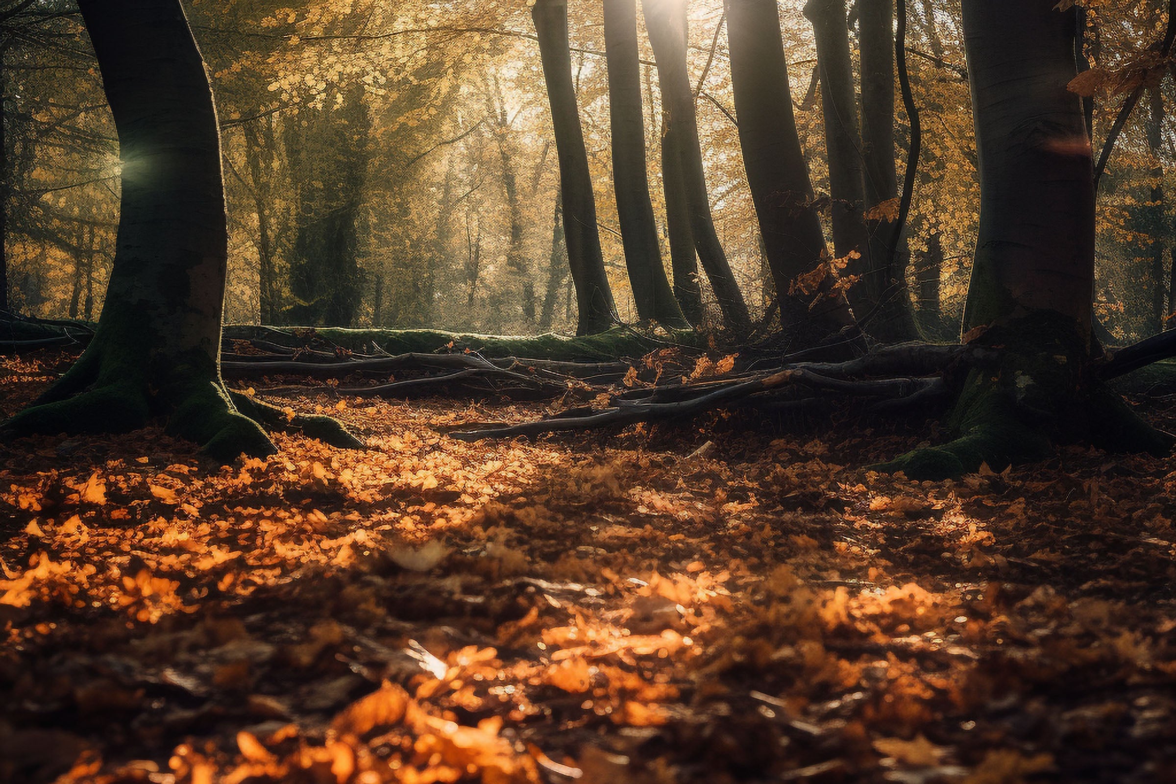 Autumn Harvest Fragrance Oil