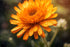 Calendula Essential Oil