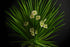 Lemongrass Essential Oil