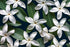 Pikaki Fragrance Oil ** New & Improved**