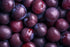 Spiced Plum Fragrance Oil