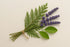 Cedar Musk & Lavender Fragrance Oil