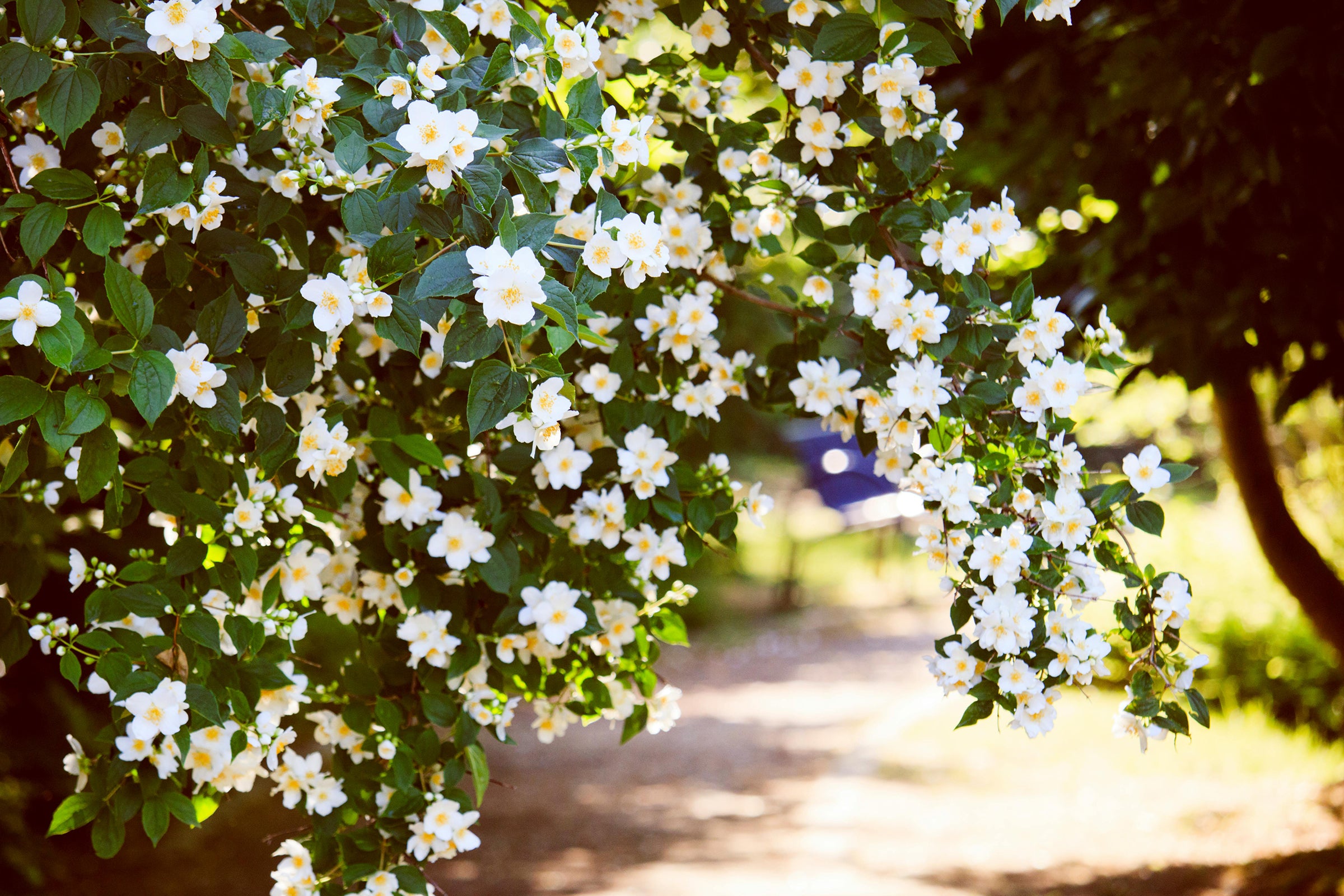 Creed Spring Flower Type