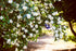 Creed Spring Flower Type