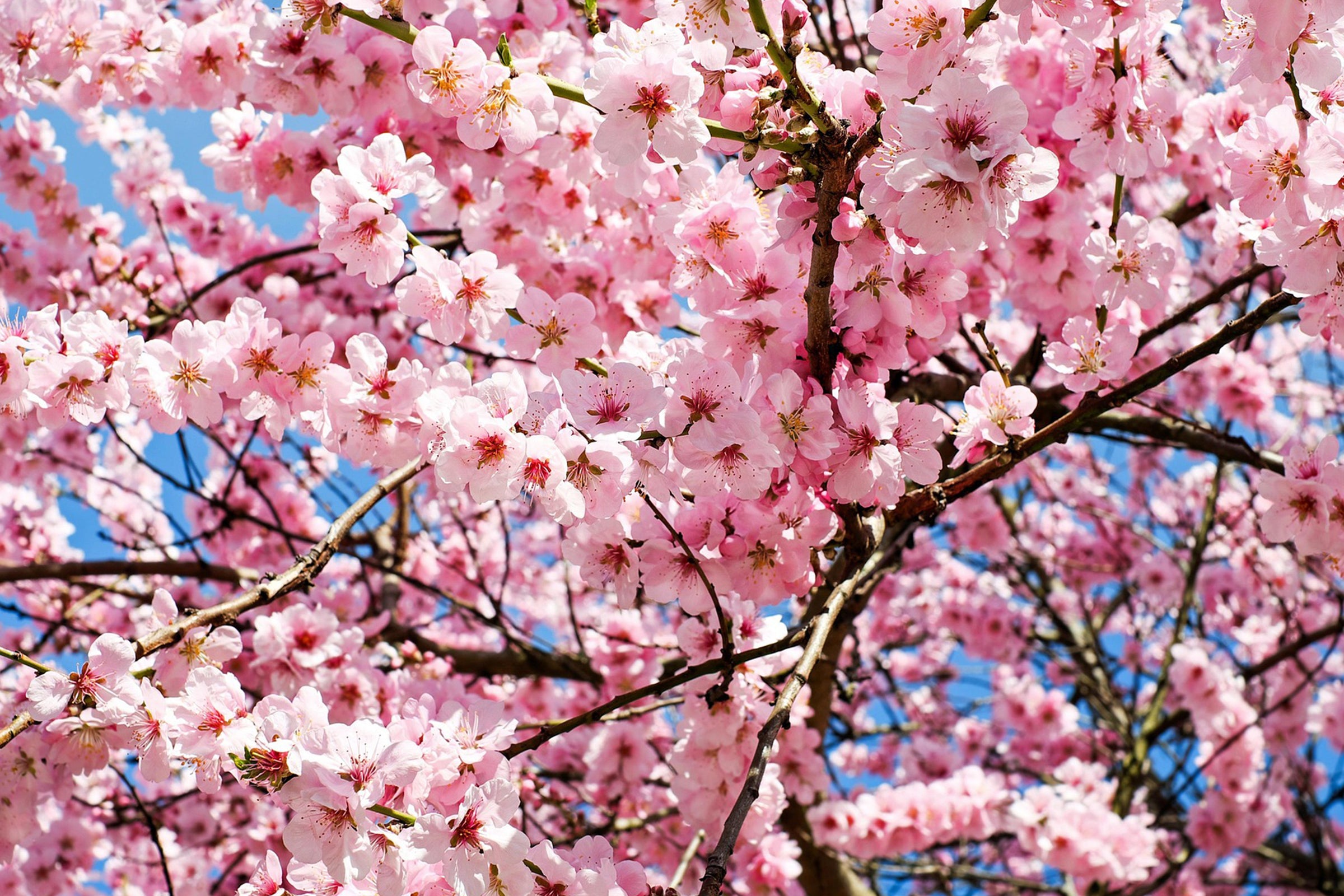 Flower Fiction Fragrance Oil