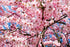 Flower Fiction Fragrance Oil