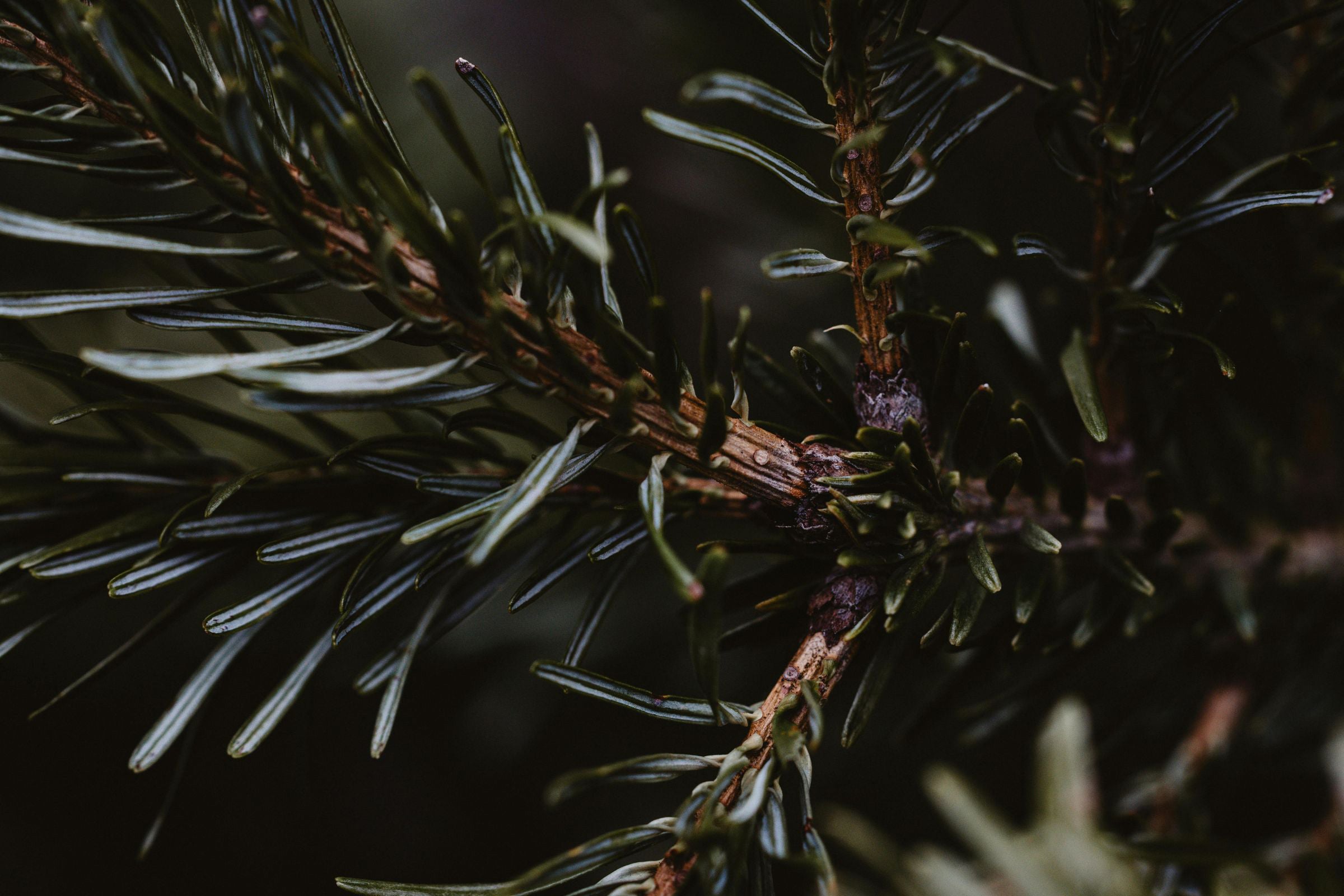 Frazier Fir Thymes Type Fragrance Oil