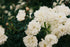 Gucci Gorgeous Gardenia Fragrance Oil