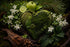Temple Moss Voluspa Type Fragrance Oil
