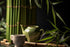 Bamboo & Green Tea Fragrance Oil