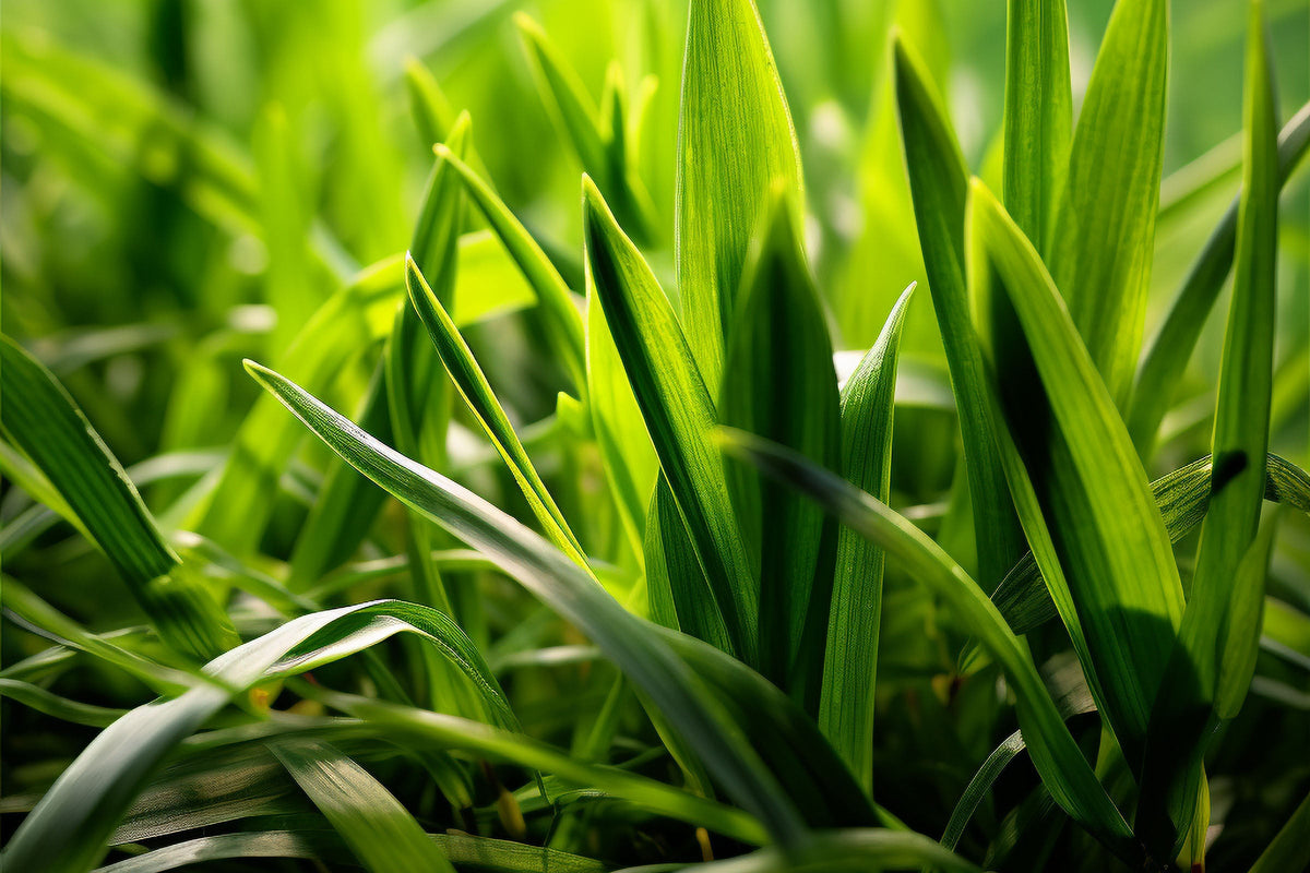 Fresh Cut Grass Fragrance Oil Wellington Fragrance