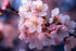 Japanese Cherry Blossom BBW Type Fragrance Oil