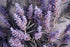 Organic Lavender Bulgarian Essential Oil