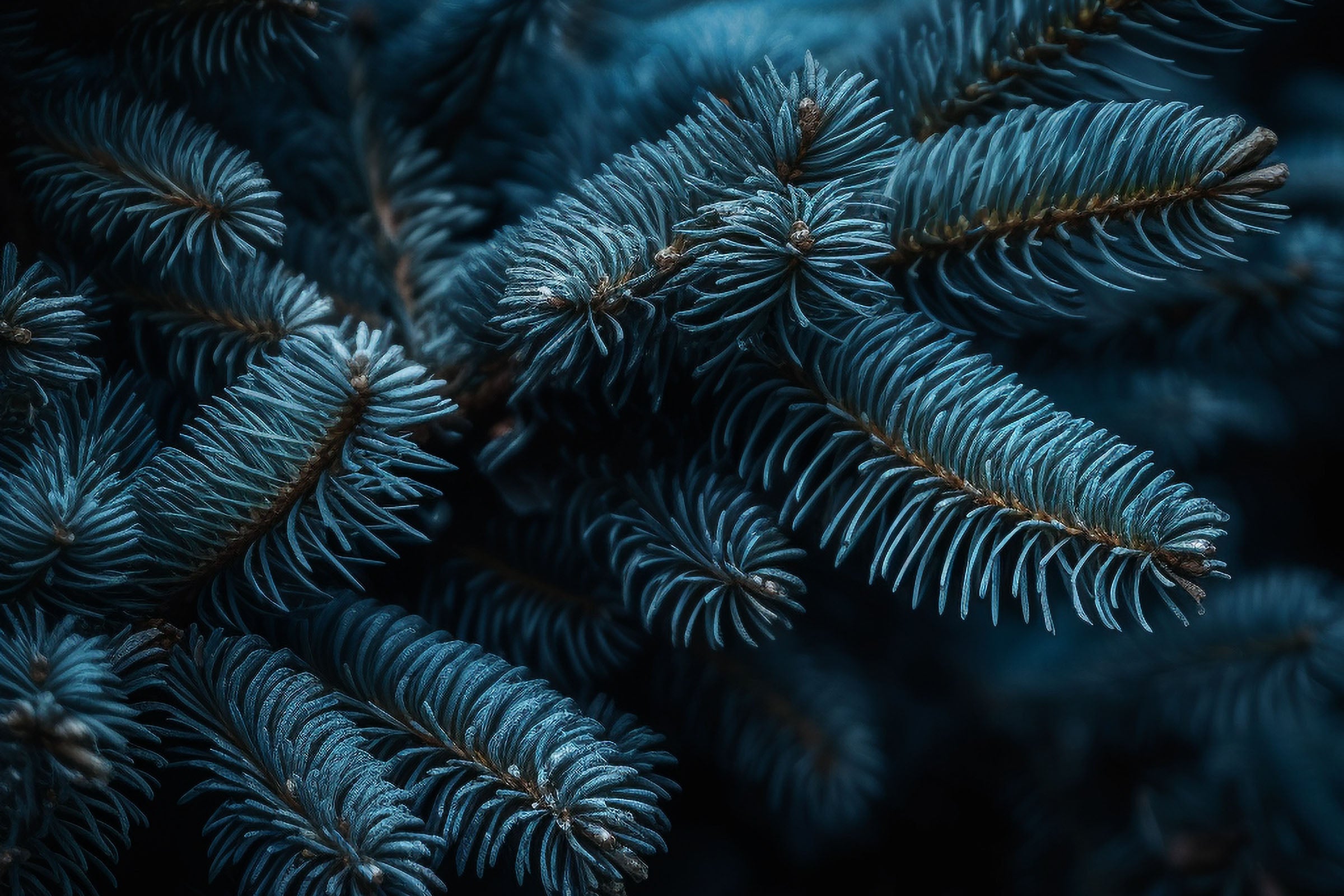 Spruce (Blue) Fragrance Oil